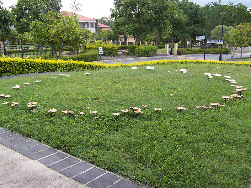 Fairy_ring_on_a_suburban_lawn_100_1851