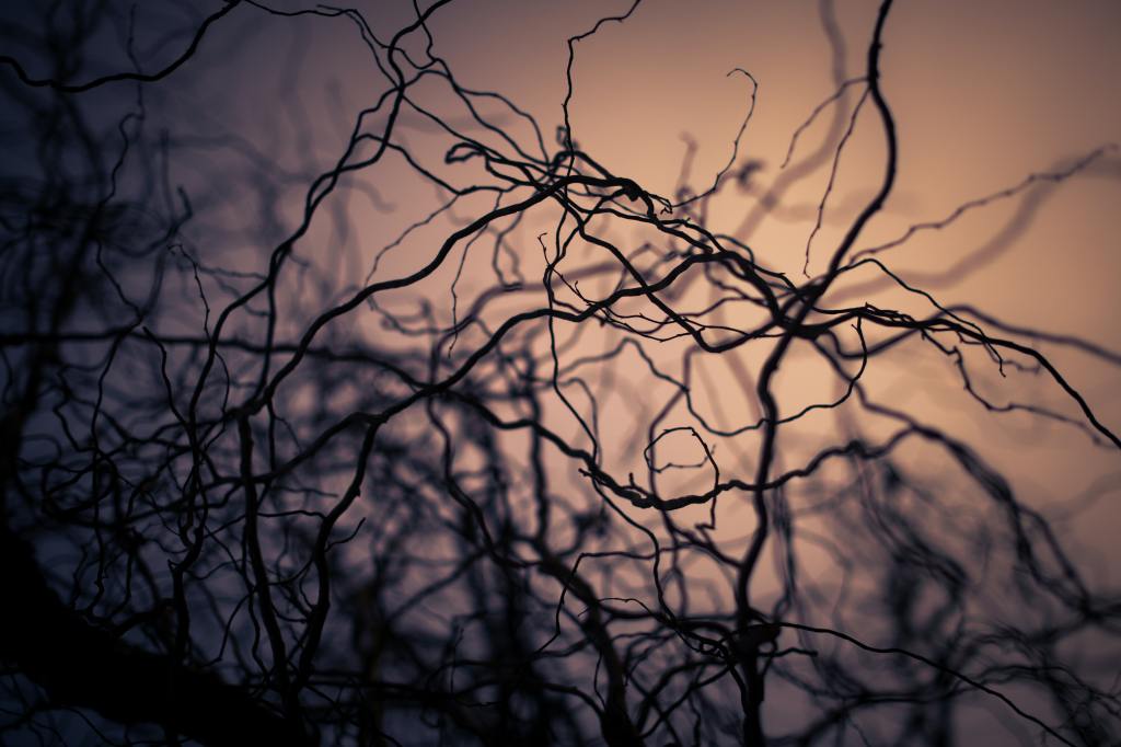 Some Haunted Trees in the United&nbsp;States